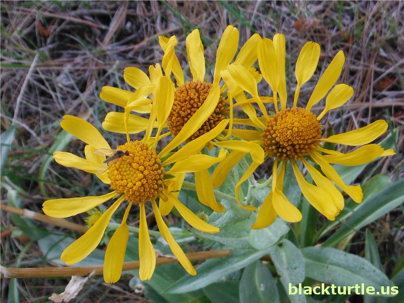 owl's claws wildflower