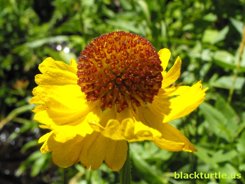 Helenium bigelovii